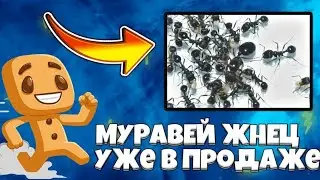 Муравьи messor muticus(structor) уже в продаже!
