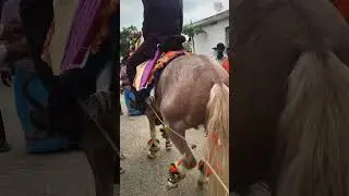 𝐆𝐮𝐫𝐮𝐧𝐚𝐝𝐡𝐚𝐦 𝐇𝐨𝐫𝐬𝐞 𝐃𝐚𝐧 #guntur #horse 𝐩𝐡:𝟖𝟔𝟖𝟖𝟎𝟖𝟗𝟎𝟓𝟕,𝟗𝟑𝟒𝟕𝟕𝟐𝟏𝟖𝟓𝟐