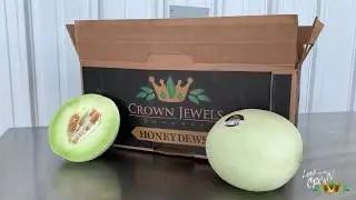 Our Mendota, CA Melons Prepped for Cold Storage