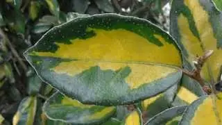 ELEAGNO VARIEGADO: Eleagnus pungens 