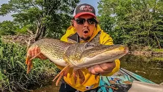 this Southeast Minnesota River is FULL of Big fish! (multi species mayhem)