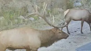 big bull elk buglin
