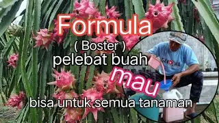 Formula ( boster ) pelebat buah naga.... bisa untuk semua tanaman