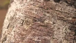 El Milagro del Palo Santo ‪#‎CambioPositivoUTPL‬