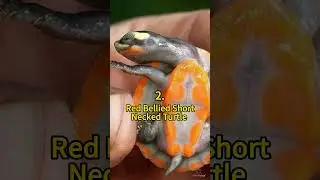 5 Weird and Wonderful Turtle Species 😲 | Crazy Facts | Amazing Facts | Cute Animal Facts