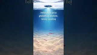 Precyzyjne nęcenie pod lodem
