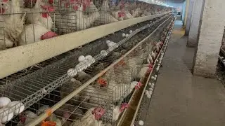 Poultry Farming Business in a Pakistan | Layer Chicks | Hen Farming | Layer Farming | Part 61