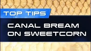 Top Fishing Tips &ndash; Canal Bream On Sweetcorn