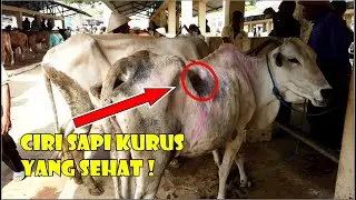 Cara Mudah Memilih Sapi Kurus Yang Sehat !