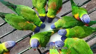 parakeet #parakeet #factsaboutparakeet #factbox #factsdaily  #forkids #please subscribe my channel