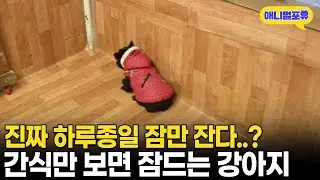 하루종일 잠 자는 강아지. 왜 이러지? 확인해보니 | KBS 생생정보통 120214 방송