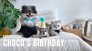 How we celebrate our dog&rsquo;s birthday in NYC