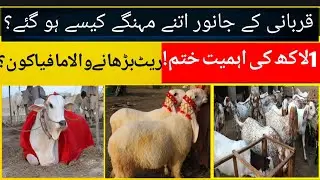 Qurbani animal prices high|| animal mandi prices || bakra cow camel goat dunmba prices| munafa mafia