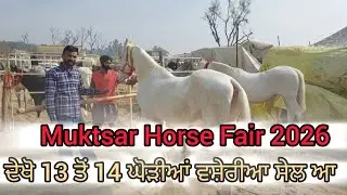 Muktsar Horse Fair 2026 ਵਿੱਚ ਟੋਪ ਬਲੱਡ ਲਾਈਨ ਦੀਆ 13 ਤੋੰ 14 ਘੋੜੀਆਂ ਵਸ਼ੇਰੀਆ ਵਿਕਾਉ ਆ ਕਰੋ ਸੰਪਰਕ