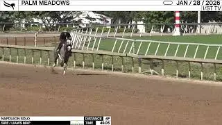 Work of the Day at Palm Meadows: Napoleon Solo worked 4 Furlongs in 49.05 on January 28th, 2026