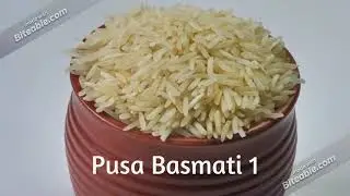 Basmati rice varieties in india