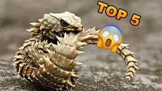 LOS 5 MEJORES REPTILES DE MASCOTA!