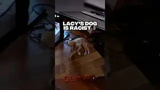 Lacy&rsquo;s new dog is a bit racist 🗿🤯 #lacy #dog #racist #fyp