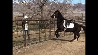 Clicker Training / Protected Contact HIGH ENERGY PLAY with Horse