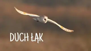 Sowa Płomykówka \ Fotografia ptaków \ Barn Owl Photography \ Sony a1 \ Wildlife Photography \ Sony \