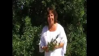 Aromathérapie - Le Myrte - Lydia Bosson