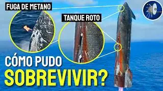 El vuelo 11 reveló el límite de Starship: No esperábamos esto