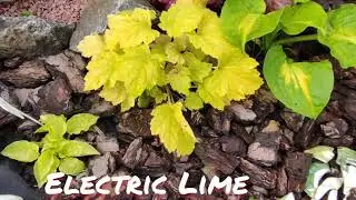 Гейхера сорт Electric lime в июне