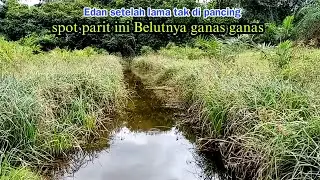 MANCING BELUT BABON DI KEBUN SAWIT~TERNYATA SPOT LAMA MASIH SANGAT POTENSIAL~BIG EEL FISHING