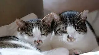 #cat #most popular cats#cats