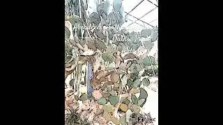 David Welch winter gardens