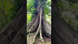 Huge Kapok Tree! #shorts #philippines   #kapok #updiliman #plants