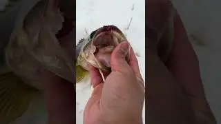 Winter Jerkbait Fishing #fishing #outdoors #nature