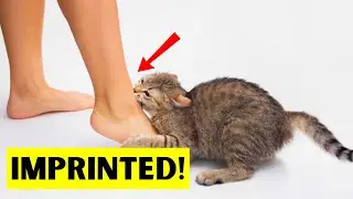 10 Secret Signs Your Cat Has IMPRINTED On You!