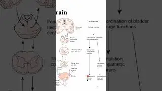 Urine 