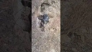 Amazing Wild Boar Living in Cave 🐗 #warthog #pig #boar #viral #animal #wildpig #wildboar #wildlife