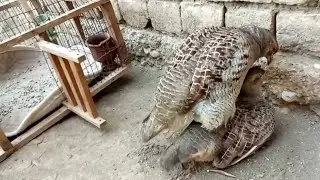 Teetar breeding | Teetar breeding season | Dakhni teetar