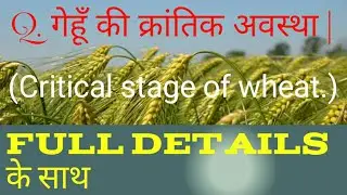 गेहूँ की क्रांतिक अवस्था (Critical stage of wheat)   #wheat  #agriculture @pakirshah 🌾🌾