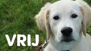 Hoe leer je je hond wachten op het bevel vrij? - Vrienden der Blinden