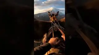 #FlyingDonkey #MountArarat #POVvideo #EpicRide #SurrealViews #Shorts #ViralVideo #FunnyPOV #pov
