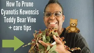 35: Как обрезать Cyanotis Kewensis (🐻 Teddy Bear Vine) + Советы по уходу!