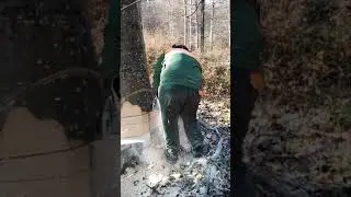 Stihl ms 461 (Makkoshotyka) bükkfa döntése