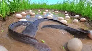 best hand fishing- catch fish in the rice field near the road and pick duck eggs by hand siklls