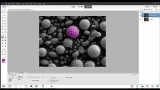 Coloring an SEM Image with Photoshop Elements
