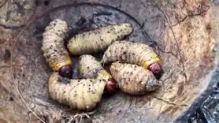Primitive Technology: Eating Live Worms In Forest So Awesome | Emma Vlogs