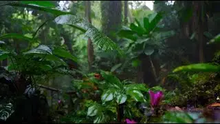 Relaxing Music for Stress Relief. Soothing Piano Music   #mindfulness #stressrelief #calmingvibes