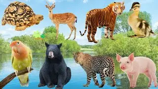 Familiar sounds of animals: Turtle, Deer, Tiger, Duck, Parrot, Bear, Leopard, Gliding