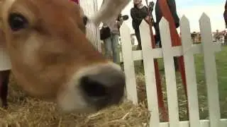 Aarhus Food Festival | DMJX Internationals