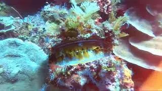 Dive Timor leste Atauro Dives like a aquarium