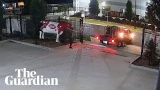 Footage shows 'Betsy' the fibreglass cow being stolen in Melbourne