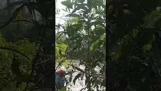 Karbi Okpru (Karbi Community Fishing) at Kekang in Karbi Anglong